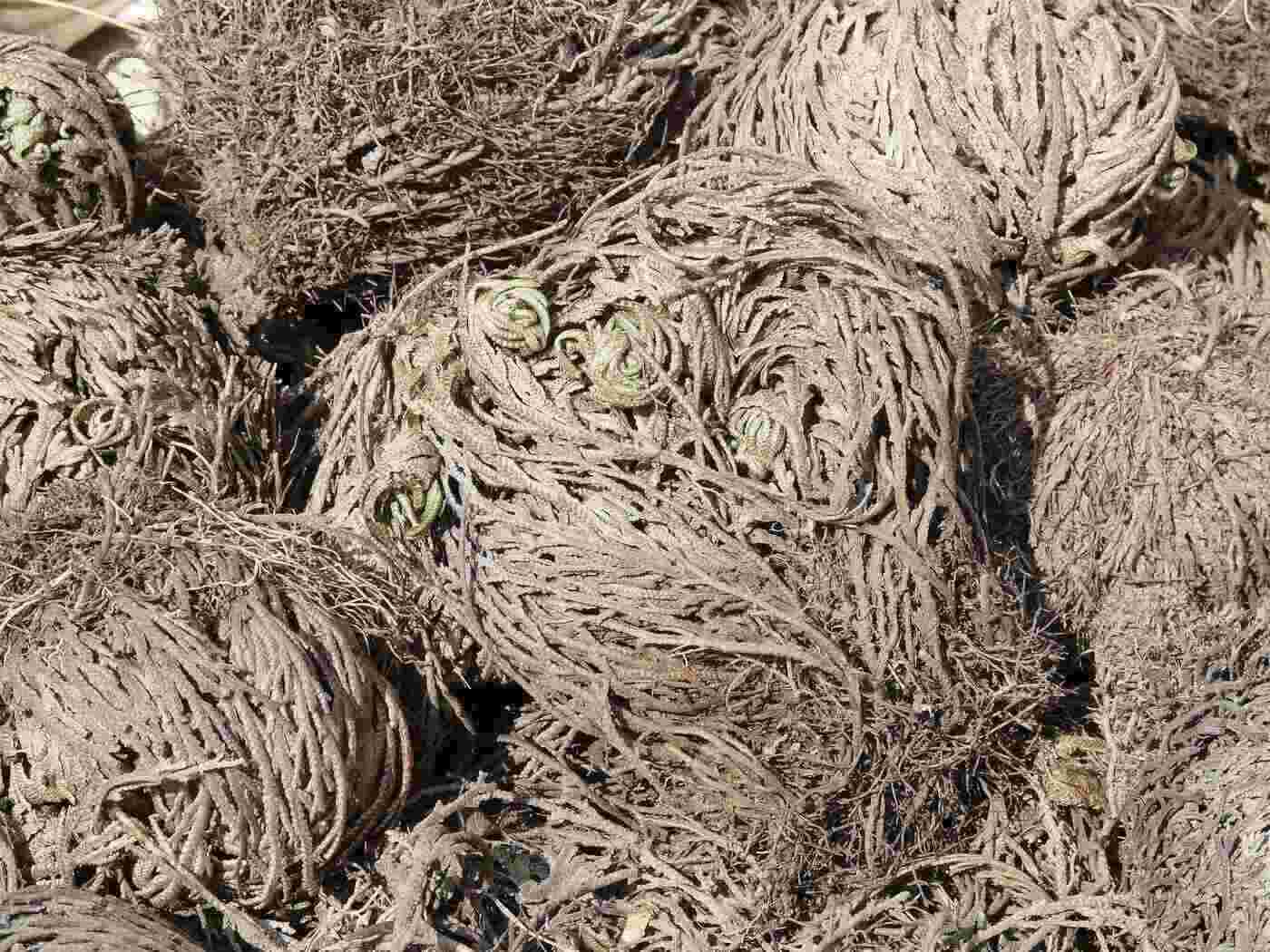 Tour d’horizon sur la rose de jericho